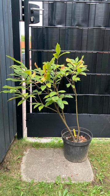 Tamme Kastanje, Pre-Bonsai beschikbaar voor biedingen