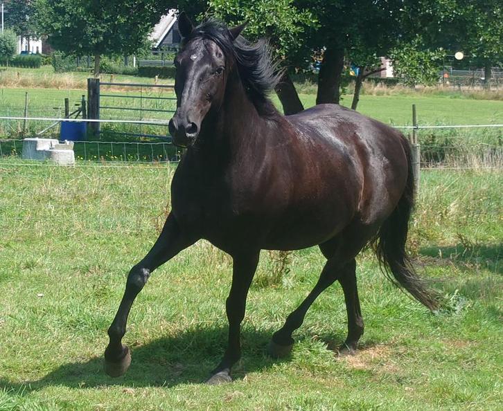 Prachtige Zwarte Ruin – Magnum (9 jaar) Te Koop, Dieren en Toebehoren, Paarden, Ruin, B, Minder dan 160 cm, 7 tot 10 jaar, Dressuurpaard