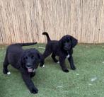 Newfoundlander pups kruising nog enkele pups  beschikbaar, 8 tot 15 weken, Groot, CDV (hondenziekte), Meerdere