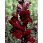 Zaden Antirrhinum Black Prince, Verzenden, Volle zon