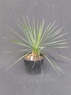 Yucca linearifolia ssp. Saltillo 12, 50 cm, stam 10 cm,, Ophalen, Vaste plant, Overige soorten, Volle zon