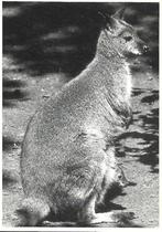 Kangoeroe., Wild dier, Ongelopen, Verzenden, 1980 tot heden