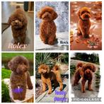 toy poedel /toypoedel/dwergpoedel dekreutjes, Dieren en Toebehoren, Honden | Dekreuen, Particulier, Rabiës (hondsdolheid), Reu