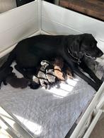 Labrador puppy’s, Dieren en Toebehoren, Rabiës (hondsdolheid), 8 tot 15 weken, Labrador retriever, Meerdere
