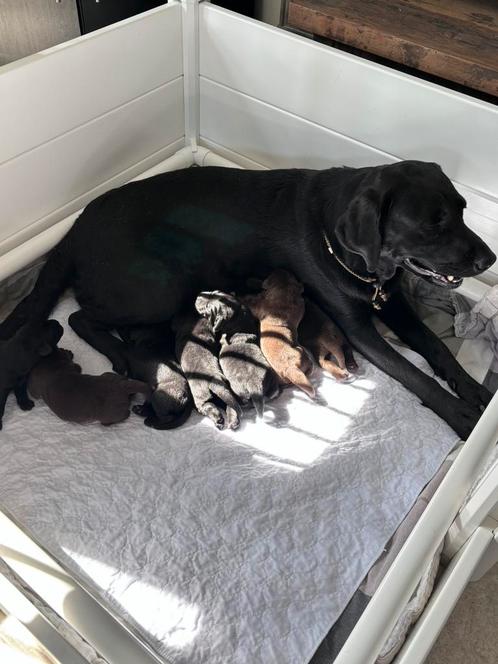 Labrador puppy’s, Dieren en Toebehoren, Honden | Retrievers, Spaniëls en Waterhonden, Labrador retriever, Particulier, Meerdere