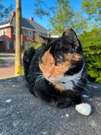 Poes Noortje 10 jaar, Dieren en Toebehoren, Katten en Kittens | Overige Katten, Poes