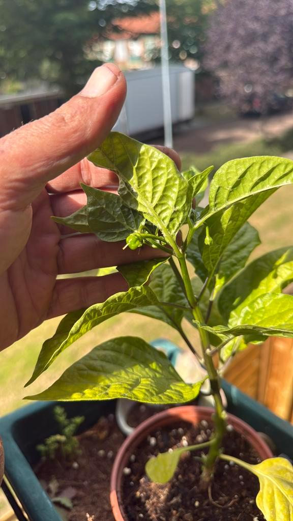 peperplanten, Tuin en Terras, Planten | Tuinplanten, Ophalen of Verzenden