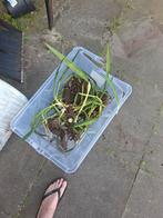 Tuinplant Yucca wortel stukken GRATIS., Tuin en Terras, Planten | Tuinplanten, Ophalen, Zomer, Overige soorten, Volle zon