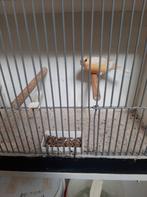 Goudvinken., Dieren en Toebehoren, Vogels | Overige Vogels, Mannelijk, Wildzangvogel, Geringd
