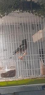 Vinken, Meerdere dieren, Geringd