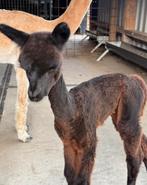 Alpaca merrie met cria, Dieren en Toebehoren, Overige Dieren, Vrouwelijk, Voor 1 juli 2024