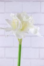 Een prachtige amaryllis tak met fluweelzachte bloemen., Ophalen of Verzenden, Nieuw