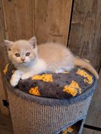 Creme wit katertje, Kater, Gechipt, 0 tot 2 jaar