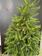 Kerstbomen omorikas blauwspar glauca,s, Tuin en Terras, Ophalen, Zomer, Volle zon