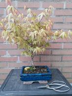 Acer bonsai Katsura, Minder dan 100 cm, Zomer, Overige soorten, Ophalen of Verzenden