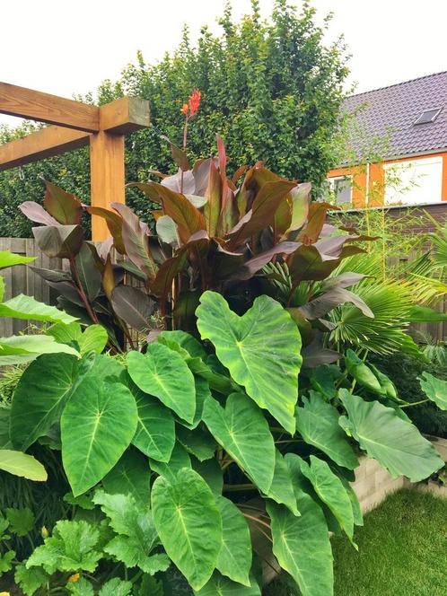 Canna Musafolia Rubrum (Grote pot), Tuin en Terras, Planten | Tuinplanten, Overige soorten, Halfschaduw, Zomer, Ophalen