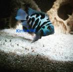 Blue polars €3.95 per stuk, 5+1 gratis en 10+4 gratis, Dieren en Toebehoren, Vissen | Aquariumvissen, Vis, Zoetwatervis