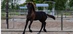 Luxe Fries Hengstveulen aangeboden, Minder dan 160 cm, Dressuurpaard, 0 tot 2 jaar, Hengst