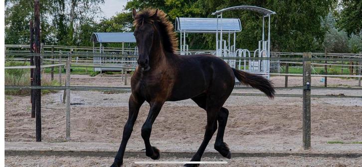 Fries hengstveulen aangeboden, Dieren en Toebehoren, Paarden, Hengst, Onbeleerd, Minder dan 160 cm, 0 tot 2 jaar, Dressuurpaard