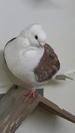 Koppel oud Duitse meeuwen, Dieren en Toebehoren, Vogels | Duiven, Meerdere dieren, Overige soorten