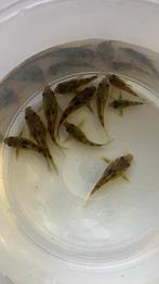 Bewezen kweekgroep Corydoras Paleateus, Vis, Zoetwatervis, Schoolvis