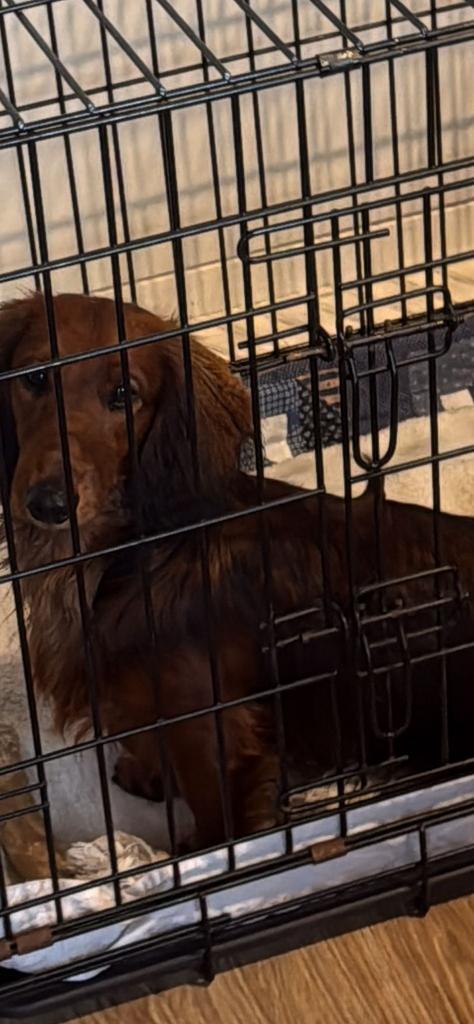 Lang harige teckel, Dieren en Toebehoren, Honden | Teckels en Dashonden, Reu, Langhaar, Standaard, Particulier, Eén hond, Nederland