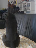 Hond, Dieren en Toebehoren, Rabiës (hondsdolheid), Eén hond, 3 tot 5 jaar, Nederland