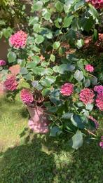 Roze hortensia in grote pot, Tuin en Terras, Ophalen, Zomer, Overige soorten, Halfschaduw
