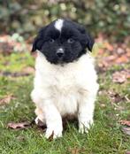 Lieve Friese Stabij pups uit stamboomouders met garantie, Nederland, Parvo, Overige rassen, 8 tot 15 weken