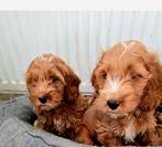 Cockapoo pups prachtige pups Cockerspaniel x poedel, Dieren en Toebehoren, Honden | Chihuahua's en Gezelschapshonden, Poedel, Reu