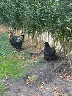 4 Brahma groothoenders, Dieren en Toebehoren, Pluimvee, Vrouwelijk, Kip