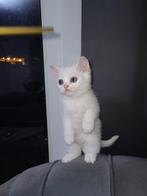 Brits korthaar kittens(gereserveert), Dieren en Toebehoren, Katten en Kittens | Raskatten | Korthaar, Meerdere dieren, Ontwormd
