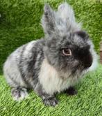 LEEUWENKOP dwergkonijn, Dieren en Toebehoren, Mannelijk, Dwerg, 0 tot 2 jaar