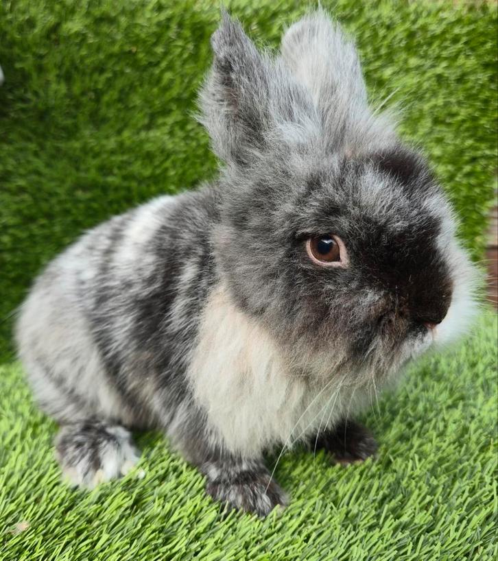 LEEUWENKOP dwergkonijn, Dieren en Toebehoren, Konijnen, Dwerg, Mannelijk, 0 tot 2 jaar