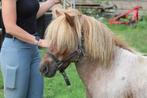 2 knappe shetland hengstjes 3 en 4jaar onder 1M, Dieren en Toebehoren, Pony's, Hengst, A pony (tot 1.17m), 3 tot 6 jaar, Gechipt