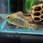 Cichlasoma ornatum, Dieren en Toebehoren, Vissen | Aquariumvissen, Vis, Zoetwatervis