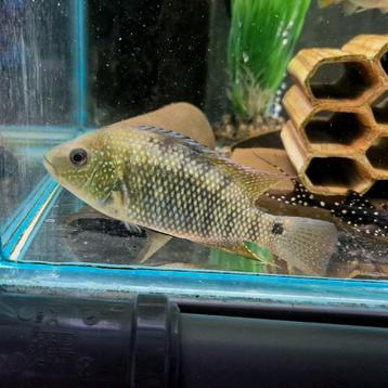 Cichlasoma ornatum  beschikbaar voor biedingen