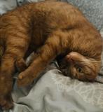 ‼️Lieve, aanhankelijke kater. Zoekt nieuw huisje‼️ MET SPOED, Dieren en Toebehoren, Katten en Kittens | Raskatten | Korthaar, Kater