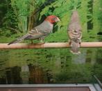Gezocht diverse soorten amadines (drie kleur, roodkop, enz), Meerdere dieren, Tropenvogel