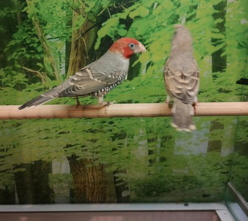 Gezocht diverse soorten amadines (drie kleur, roodkop, enz), Dieren en Toebehoren, Vogels | Overige Vogels, Tropenvogel, Meerdere dieren