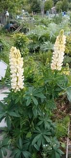 Lupinus 'Noble Maiden' - Lupine wit zaden, Ophalen of Verzenden, Volle zon