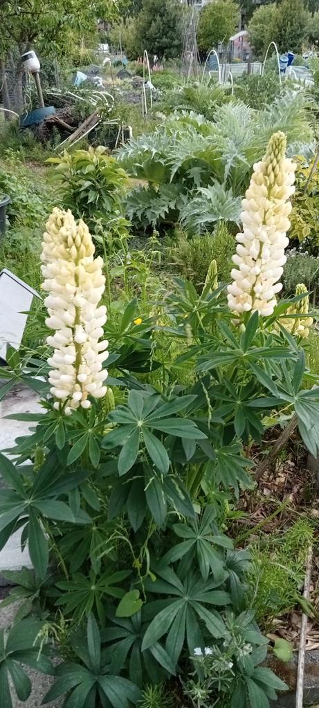 Lupinus 'Noble Maiden' - Lupine wit zaden, Tuin en Terras, Bloembollen en Zaden, Volle zon, Ophalen of Verzenden