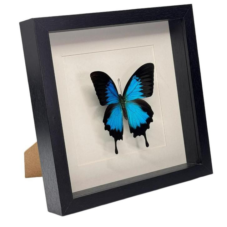 Papilio ulysses vlinder passe partout lijst 25x25 cm, Verzamelen, Dierenverzamelingen, Nieuw, Opgezet dier, Insect, Ophalen of Verzenden