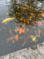 Jonge koi’s te koop €5,- per vis., Dieren en Toebehoren, Karper of Koi