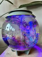 Biorb 30L aquarium + guppy’s en garnalen + alle toebehoren, Dieren en Toebehoren, Vissen | Aquaria en Toebehoren, Ophalen, Zo goed als nieuw