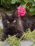 Maine Coon raszuivere XXL kittens met stamboom, Meerdere dieren