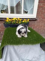 Te koop mooi speelse  boomer pups, Overige rassen, CDV (hondenziekte), 8 tot 15 weken, Meerdere