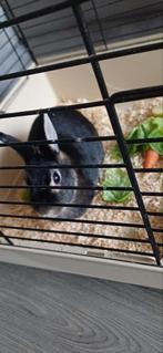 Konijn, Dieren en Toebehoren, Knaagdieren, Mannelijk, Juli, Overige typen, Tam