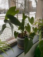 Anthurium, Huis en Inrichting, Ophalen, Overige soorten, Halfschaduw, In pot