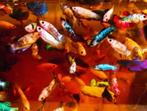 Betta Splendens - Kempvis vrouw random of Koi Betta vissen, Vis, Zoetwatervis